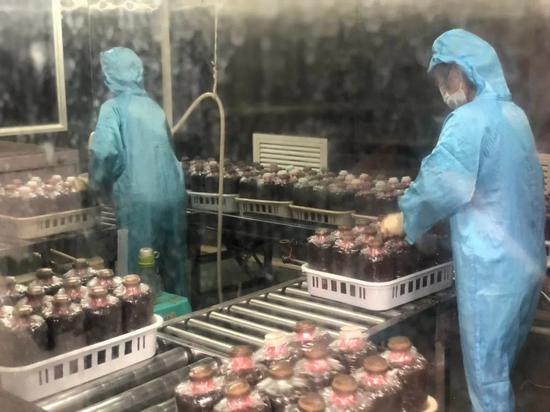 南靖食用菌產業采用工廠化生產工藝 年產值超11億元